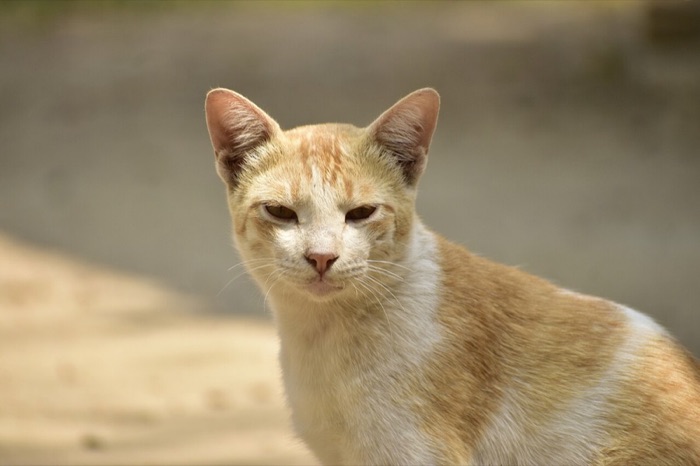 Your cat's photo