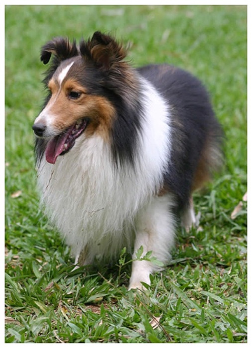 A pet photo dressed up with stickers