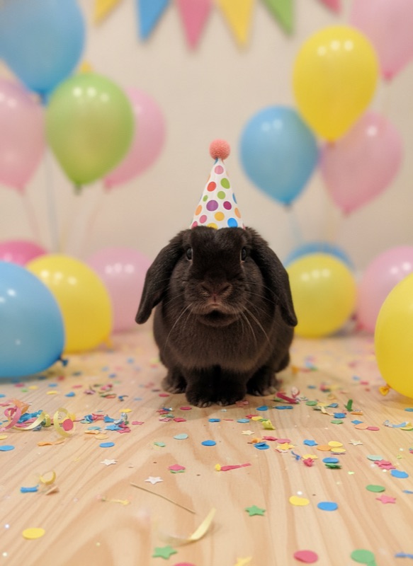 rabbit birthday
